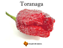 Load image into Gallery viewer, Toranaga