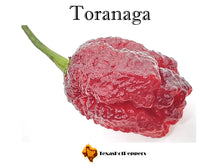 Load image into Gallery viewer, Toranaga