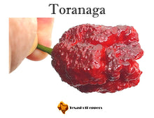 Load image into Gallery viewer, Toranaga