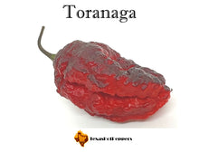 Load image into Gallery viewer, Toranaga