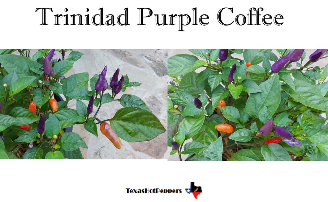 Trinidad Purple Coffee