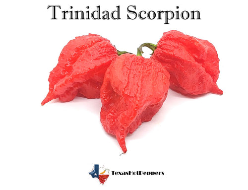 Trinidad Scorpion