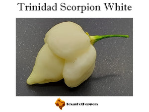 Trinidad Scorpion White
