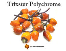Load image into Gallery viewer, Trixster Polychrome