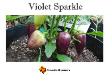 Load image into Gallery viewer, Violet Sparkle