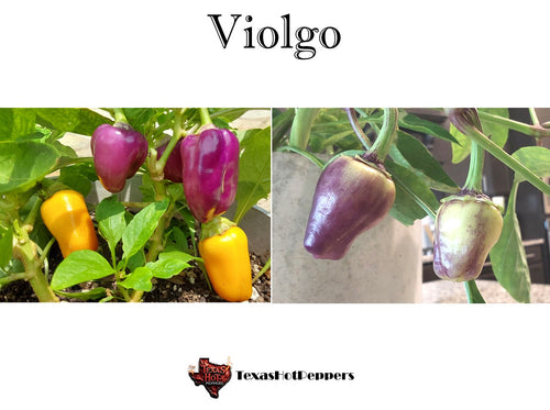 Violgo