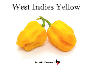 West Indies Yellow