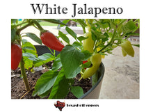 Load image into Gallery viewer, White Jalapeno