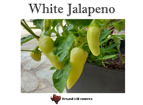 White Jalapeno