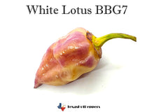 Load image into Gallery viewer, White Lotus BBG7