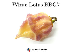 White Lotus BBG7