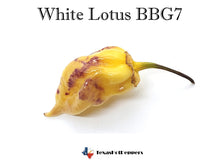 Load image into Gallery viewer, White Lotus BBG7