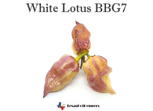 Load image into Gallery viewer, White Lotus BBG7