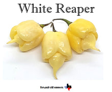 Load image into Gallery viewer, White Reaper