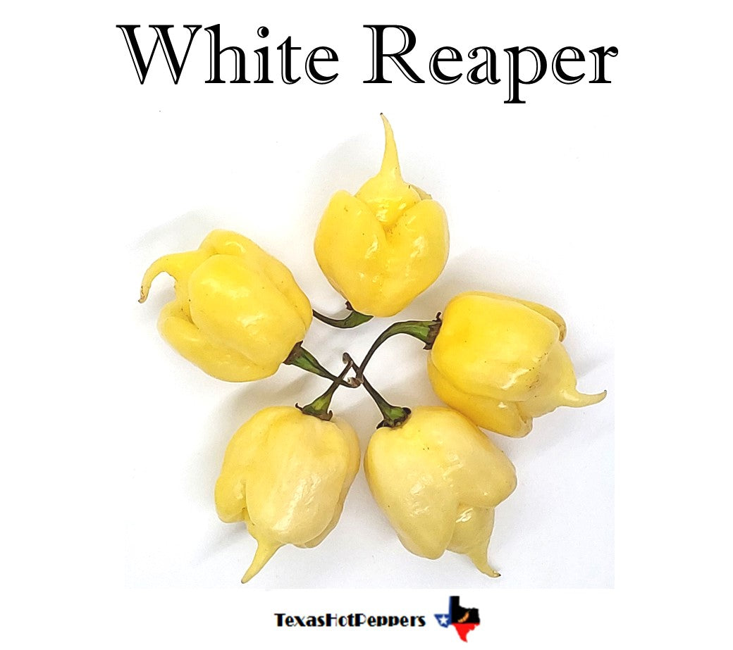 White Reaper – Texas Hot Peppers