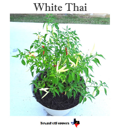 White Thai (Isolated)