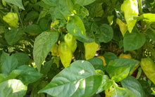 Load image into Gallery viewer, White Naga