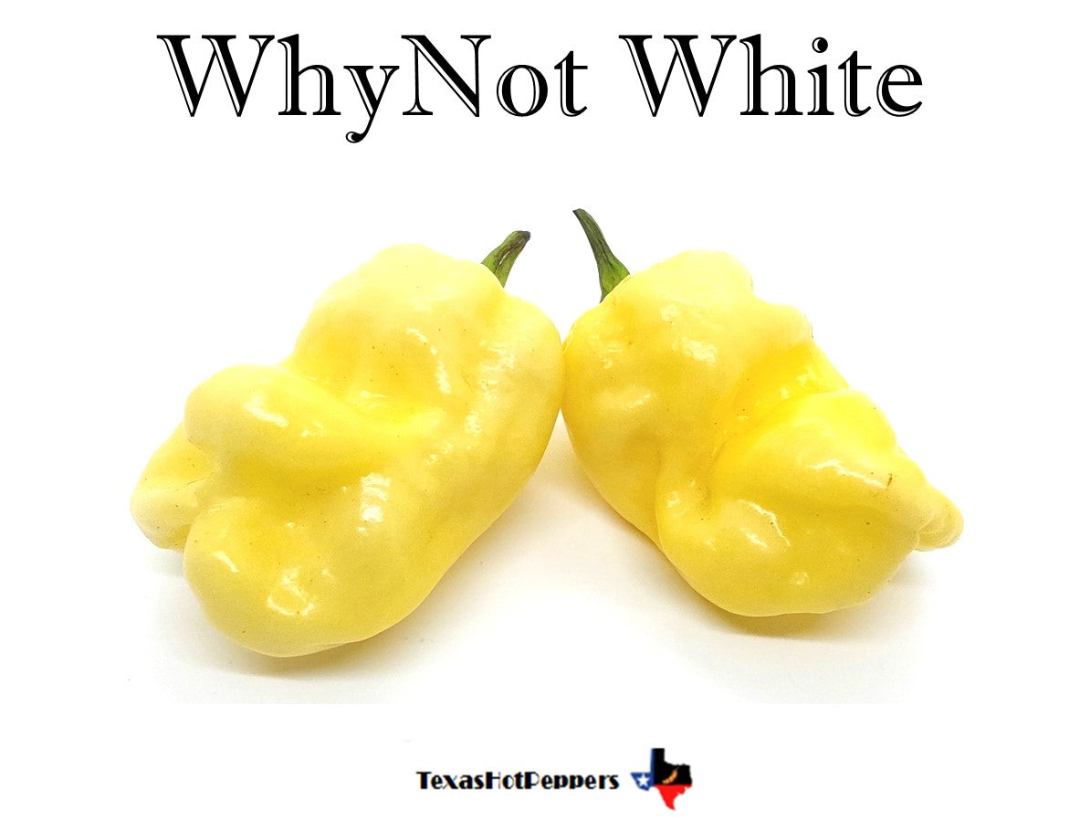 Whynot Pepper WhyNot White – Texas Hot Peppers