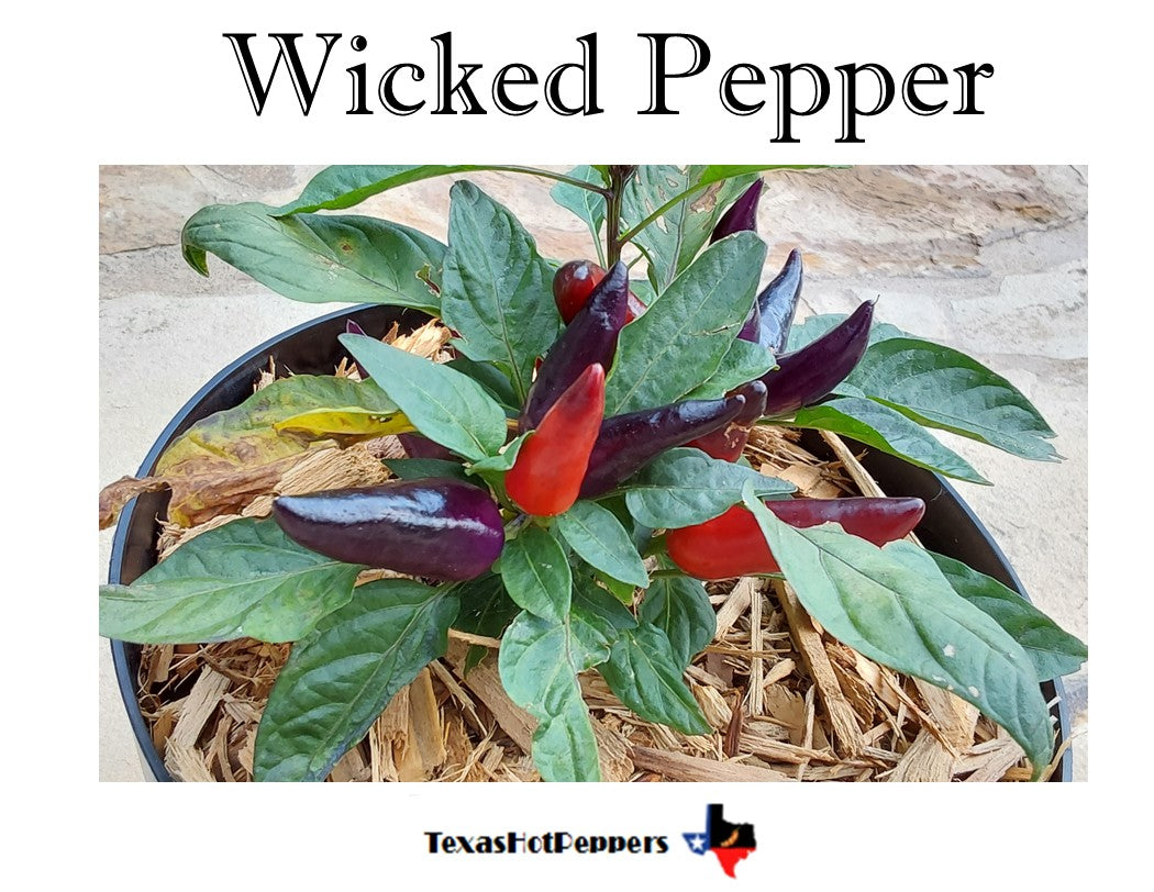 Wicked Pepper
