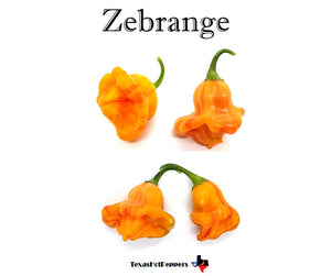 Zebrange (Isolated)