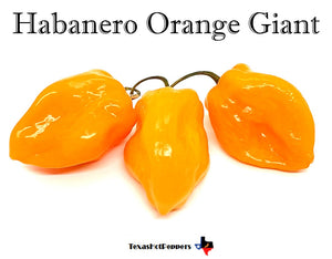 Orange Habanero Giant