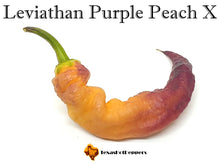 Load image into Gallery viewer, Leviathan Purple Peach X