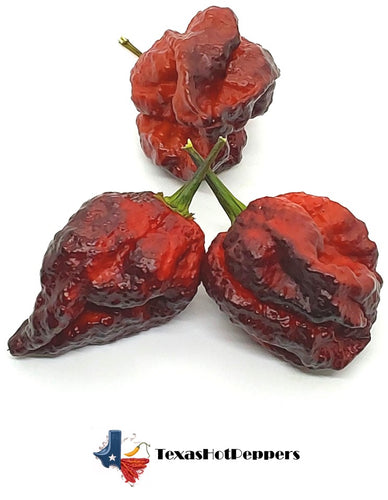 Moruga Blackjack DD