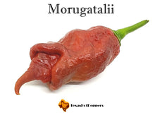 Load image into Gallery viewer, Morugatalii
