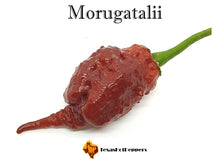Load image into Gallery viewer, Morugatalii