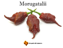 Load image into Gallery viewer, Morugatalii