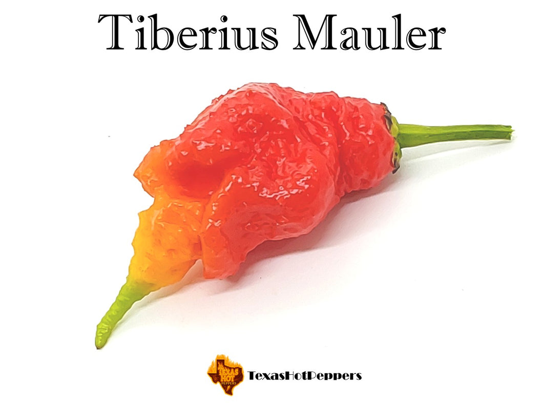 Tiberius Mauler