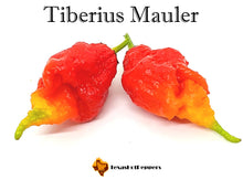 Load image into Gallery viewer, Tiberius Mauler