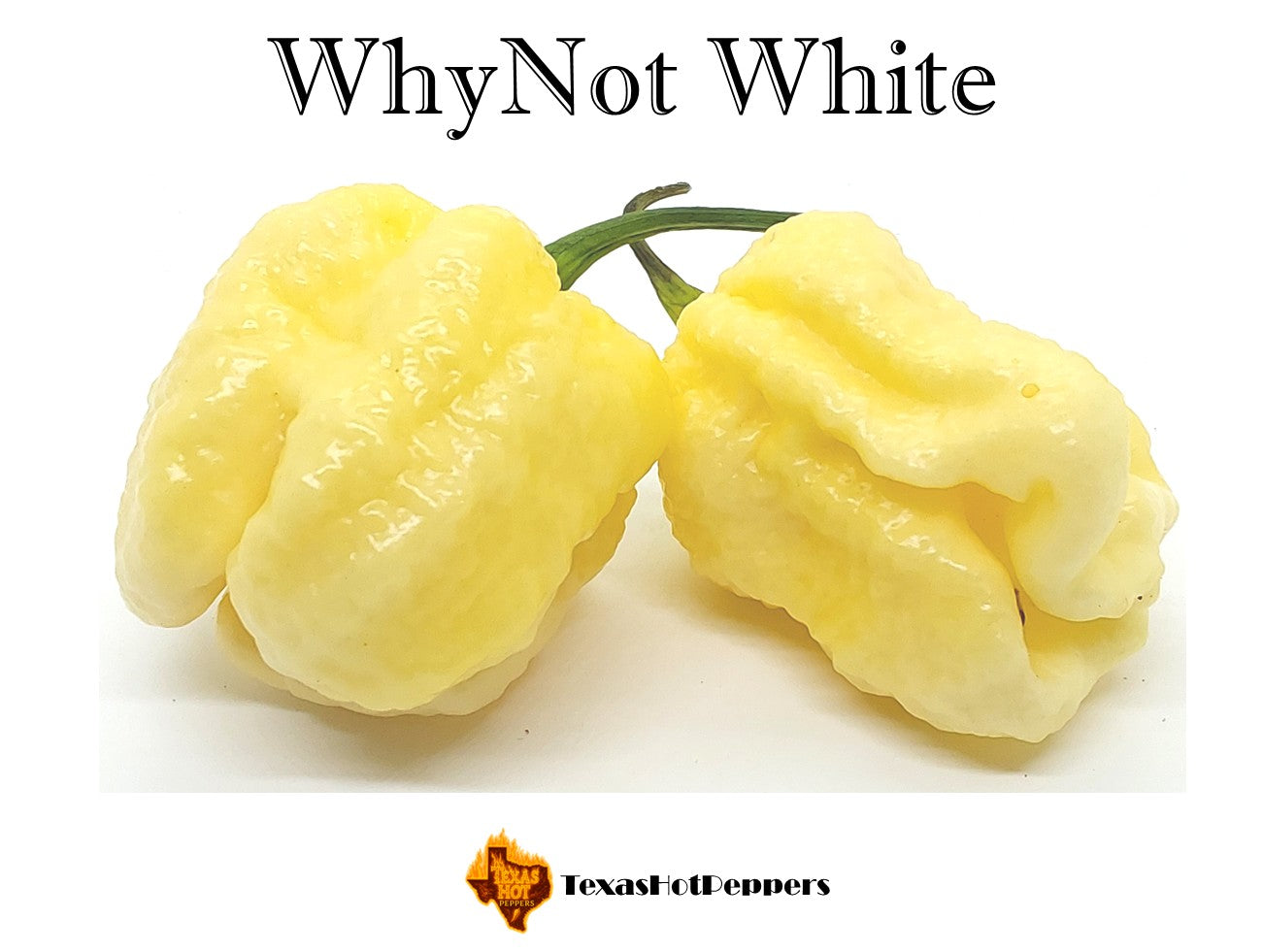 Whynot Pepper WhyNot White – Texas Hot Peppers