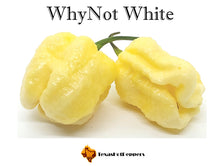 Load image into Gallery viewer, WhyNot White