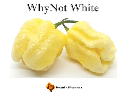 WhyNot White