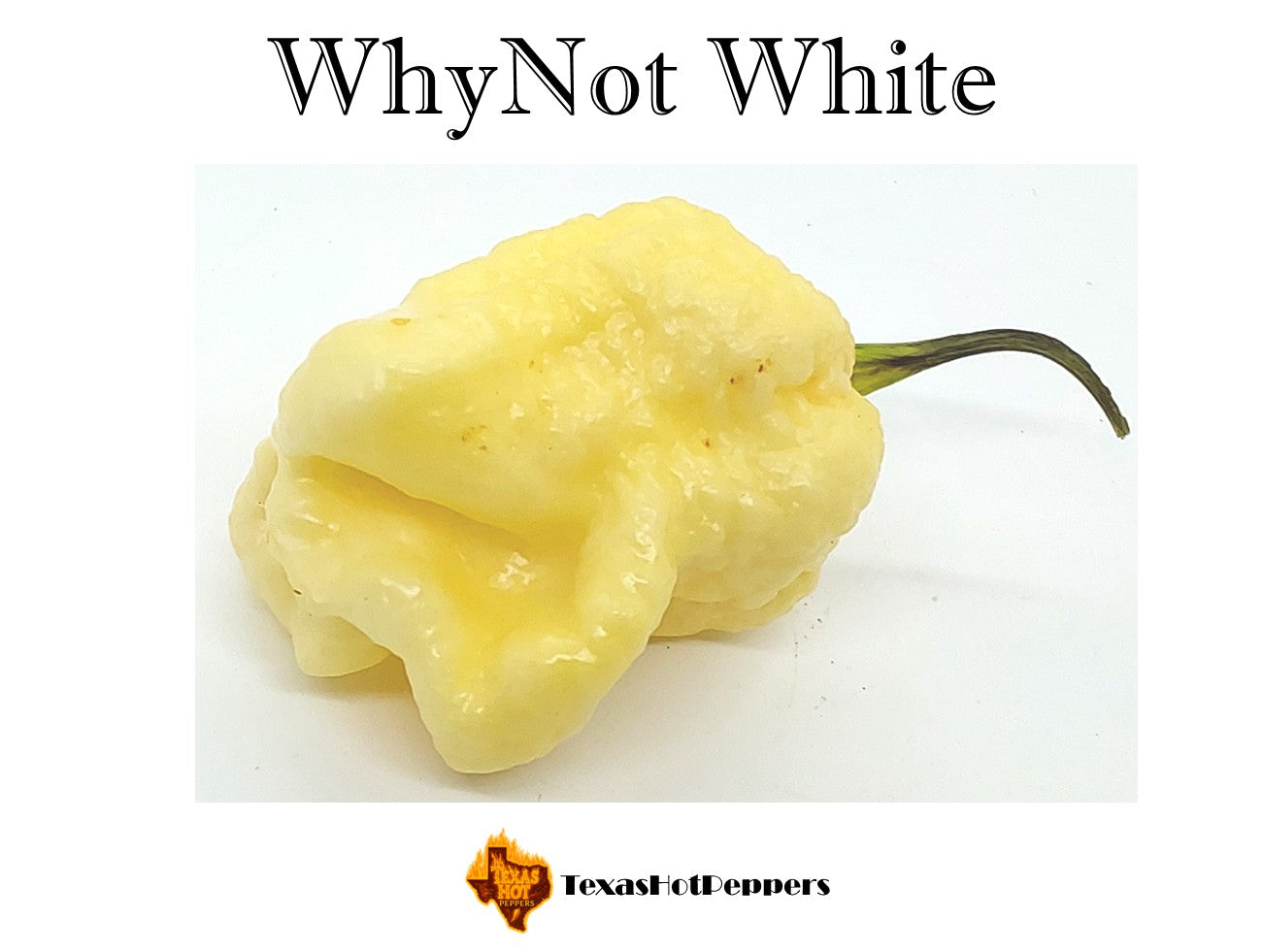 Whynot Pepper WhyNot White – Texas Hot Peppers