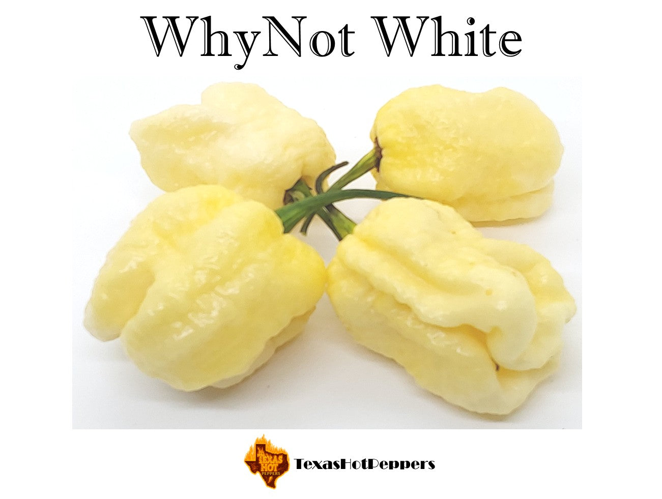 Whynot Pepper WhyNot White – Texas Hot Peppers