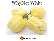 Load image into Gallery viewer, WhyNot White