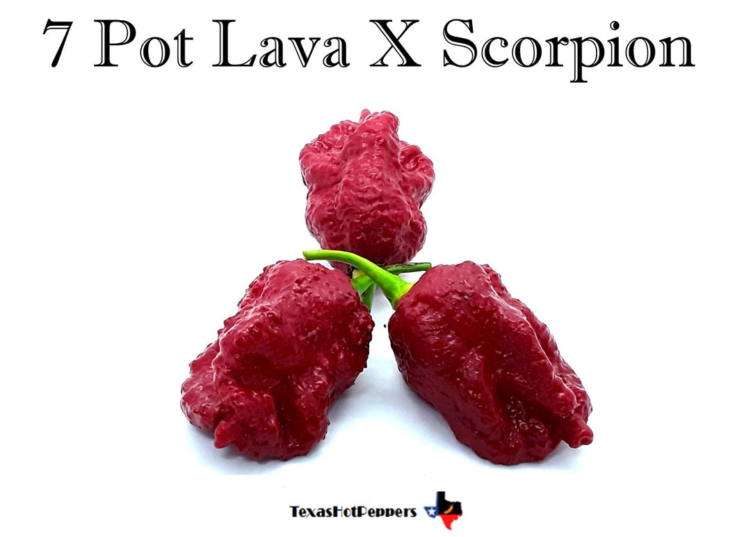 7 Pot Lava X Scorpion