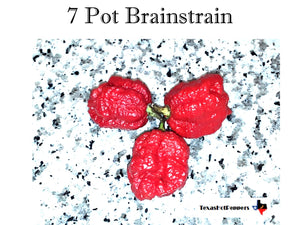 7 Pot Brainstrain
