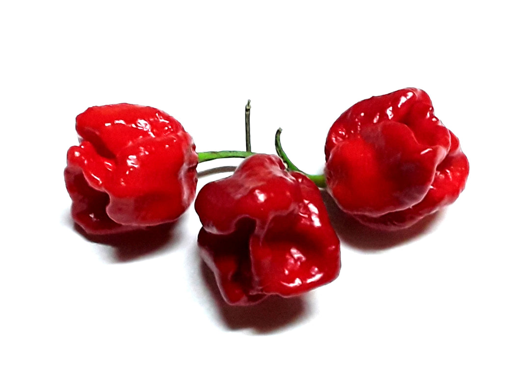 7 Pot Congo SR Gig Red