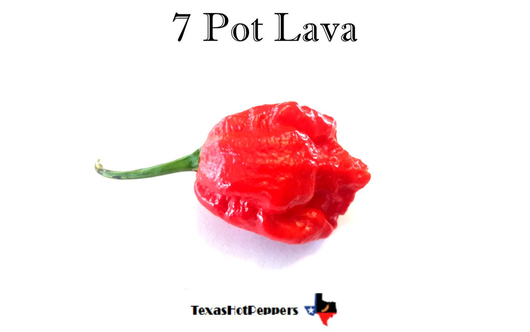 7 Pot Lava Seeds