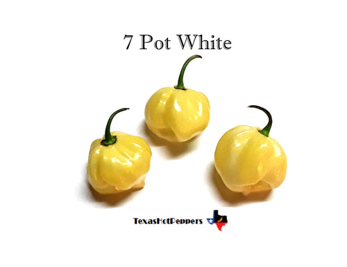 7 Pot White