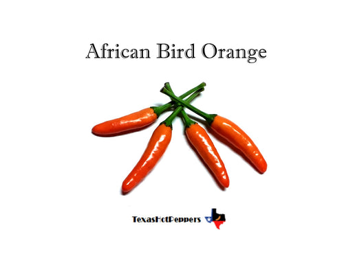 African Bird Orange (Frutescens)
