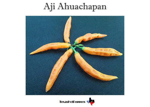 Aji Ahuachapan