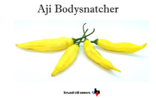 Load image into Gallery viewer, Aji Bodysnatcher