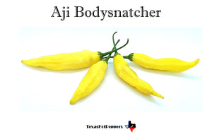 Aji Bodysnatcher
