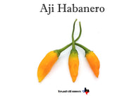 Aji Habanero
