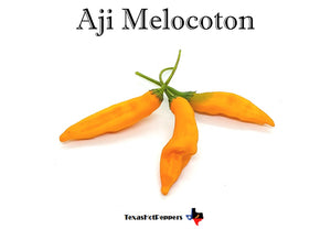 Aji Melocoton