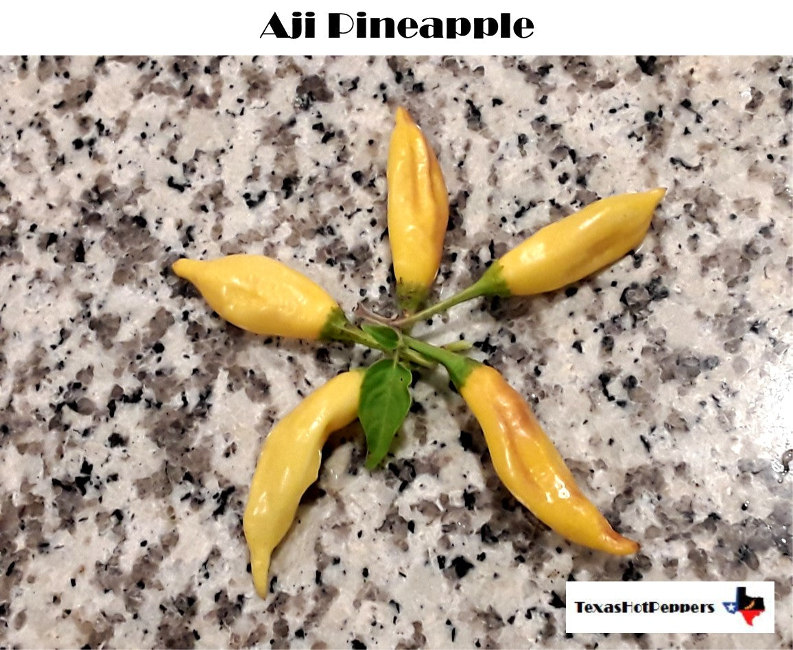 Aji Pineapple – Texas Hot Peppers